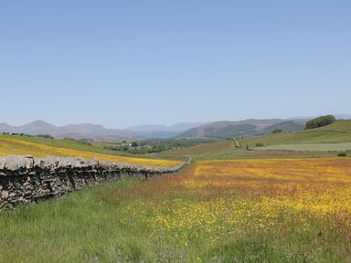 A landscape with stone walls dividing fields of yellow flowers and grass with mountains in the background at Cherry in Ulverston