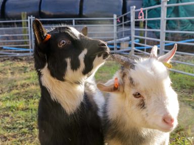 Two goats standing near a fence at Cherry in Ulverston