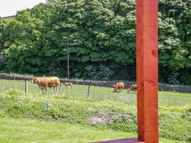 A grassy field with cows and a fence at Cherry in Ulverston