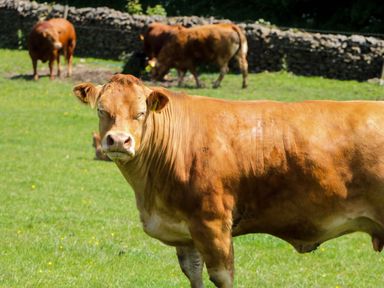 A cow standing in a field with other cows in the background at Cherry in Ulverston