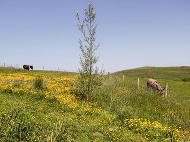 A field with cows and yellow flowers at Cherry in Ulverston