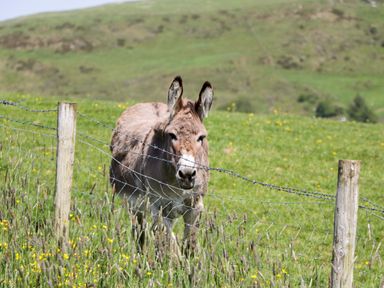 A donkey standing by a barbed wire fence in a field at Cherry Ulverston