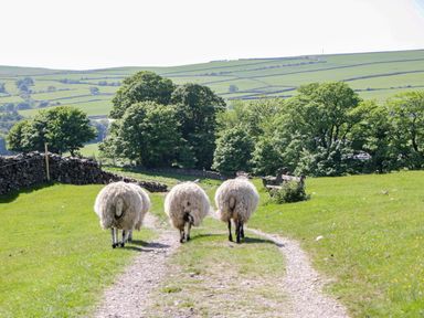 Three sheep walking down a path in a field at Cherry in Ulverston