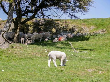A lamb grazing with a group of sheep under a tree at Cherry in Ulverston