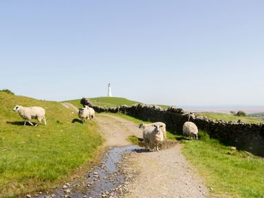 A landscape with sheep on a path near a lighthouse at Cherry in Ulverston