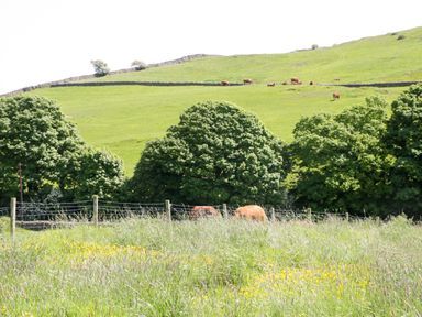 A field with cows grazing near trees at Cherry in Ulverston