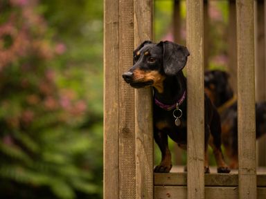 A dachshund dog with a purple collar standing between wooden railings outdoors