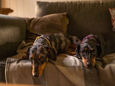 Two dogs lying on a couch with cushions and a blanket at Lodge 16 in Corfe Castle