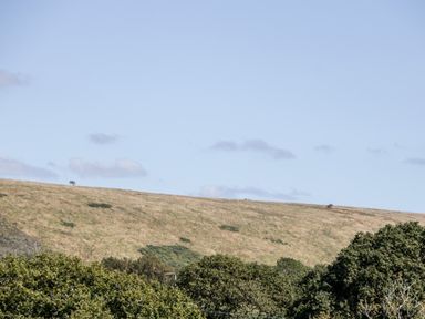 A hillside with sparse vegetation and trees at Lodge 17 in Corfe Castle