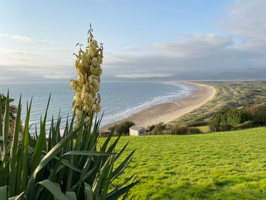 A coastal landscape with green grass, a flowering plant in the foreground, a sandy beach, and distant hills at Sibrwd Y Mor in Harlech