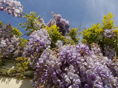 Purple wisteria flowers with green leaves on a vine against a blue sky