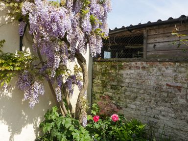 A garden corner with a flowering wisteria plant climbing a wall and pink flowers near a brick wall with a wooden structure at Bilsham Meadows in Aust