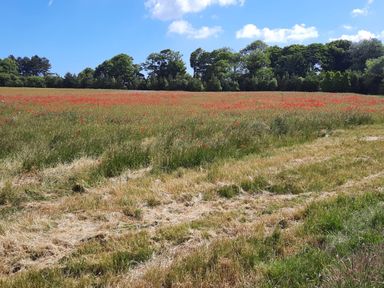 A field with grass and red flowers with trees in the background under a blue sky at Timbers in Weybourne