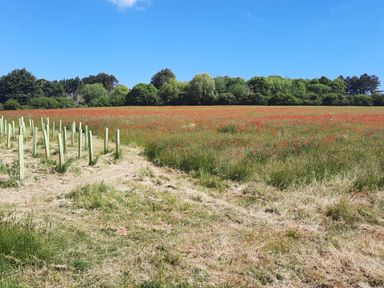 A field with young tree guards and wildflowers under a clear sky with trees in the background at Timbers in Weybourne