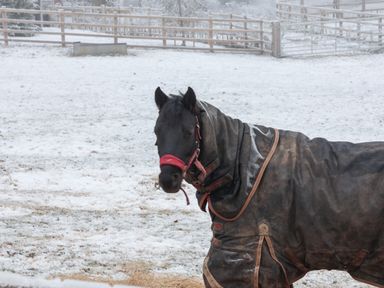 A horse wearing a blanket in a snowy fenced field