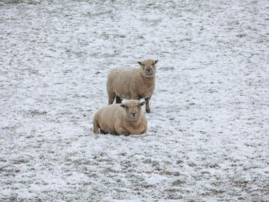 Two sheep on a snowy grassy field at Grouse Lodge in Seamer North Yorkshire