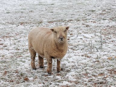 A sheep standing on a snowy field with sparse grass