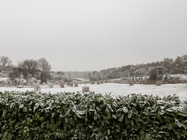 A snowy field with young trees protected by wooden guards and a leafy hedge in the foreground at Grouse Lodge Seamer North Yorkshire