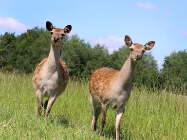 Two deer standing in a grassy field with trees and a blue sky in the background at Oh Deer in Ashbourne