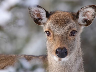 A close up of a deer's face with visible ears and nose in a natural outdoor setting at Oh Deer in Ashbourne