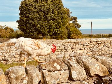 A chicken walking on a stone wall with trees and the sea in the background at Garden Cottage in Alnmouth