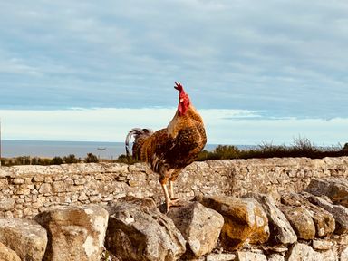 A rooster standing on rocks in front of a stone wall with trees and a body of water in the background at Garden Cottage in Alnmouth