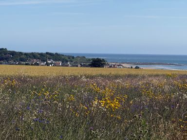 A grassy field with flowers and a view of the coastline at Garden Cottage Alnmouth