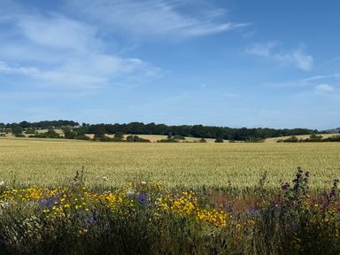 A landscape with fields and wildflowers at Pond Cottage in Alnmouth