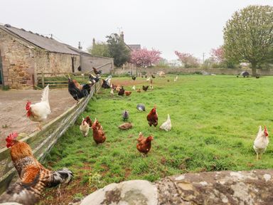 A grassy farmyard with chickens and roosters near stone buildings and a wooden fence at Lonnon Cottage in Alnmouth