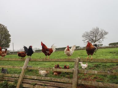 Multiple chickens and roosters standing on and behind a wooden fence in a grassy field at Lonnon Cottage in Alnmouth