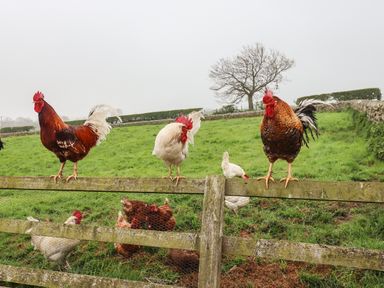 A farm scene with roosters perched on a wooden fence and hens on the grass in a green field with a tree in the background at Lonnon Cottage in Alnmouth
