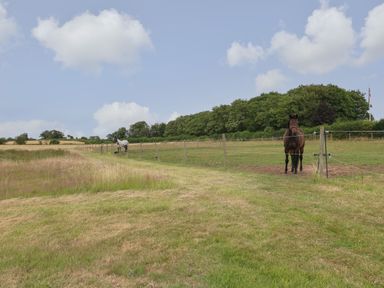 A field with two horses behind a wooden and wire fence and trees in the background at Willow Lodge in Winthorpe near Newark-On-Trent