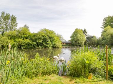 A pond with two swans and a duck surrounded by green trees and plants at Willow in Dunchurch