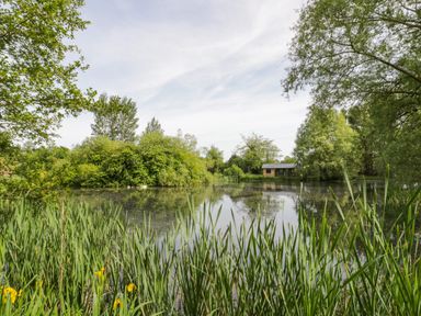 A pond surrounded by greenery and trees with a small wooden cabin in the background at Willow in Dunchurch