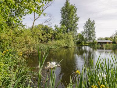 A pond with a swan and cygnets surrounded by trees and reeds with a small building in the background at Dragonfly in Dunchurch