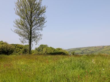 A grassy field with a tall tree and hills in the background at Willow Cottage in Combe Martin