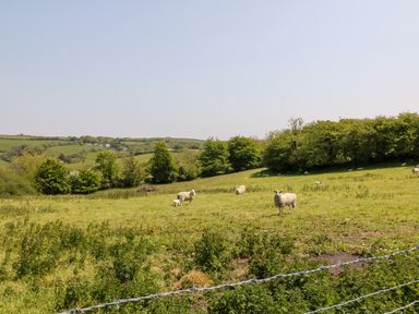 A field with sheep and trees in the background at Willow Cottage in Combe Martin