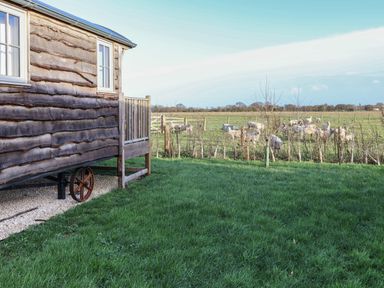 A wooden cabin with wheels on grass near a fenced field with sheep at The Egyptologist in Bolton Percy near Tadcaster