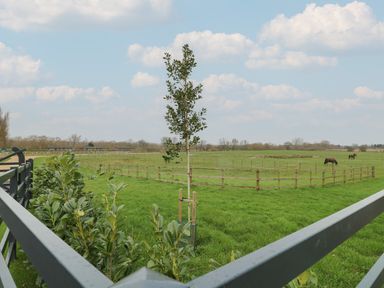 A green pasture with a young tree and wooden fences with horses grazing in the distance at Cedar Lodge in Newark-On-Trent