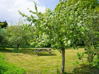 A garden with blossoming trees and a wooden picnic table at Tros Yr Afon in Beaumaris