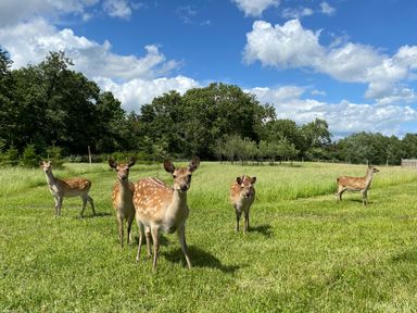 Five deer standing on grass with trees and clouds in the background at No Deer in Ashbourne