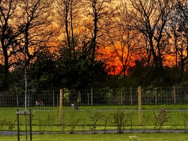 A fenced grassy field with two deer and trees at sunset at No Deer in Ashbourne