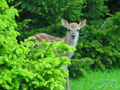 A deer partially hidden by bushes at No Deer in Ashbourne