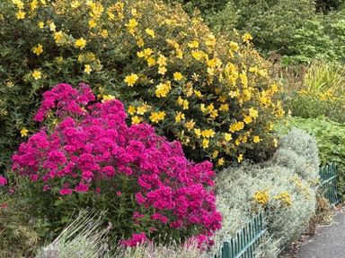 A garden with yellow and pink flowers at The Furness Haven Barrow-In-Furness