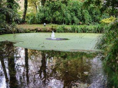 A garden pond with a water fountain surrounded by green plants and trees at Villa 29 in Camelford