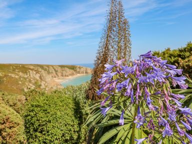 Purple flowers with green leaves overlooking a rocky coastline with a beach and blue sky at Beachcomber in Porthcurno near Sennen