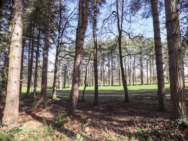 A forest area with tall trees and a grassy clearing at iLodge 73 Kenwick near Louth