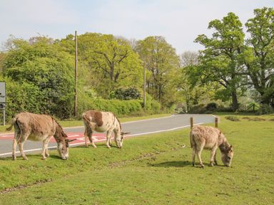Three donkeys grazing by a roadside with trees and greenery in Downton Hampshire