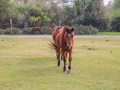 Two brown horses standing on a grassy field with trees and a road in the background at Gwydn Lodge in Downton Hampshire