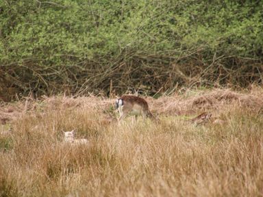 A field with tall dry grass and three deer grazing near green bushes and trees at Gwydn Lodge in Downton Hampshire